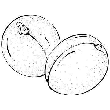 Two whole apricots Stock Illustration