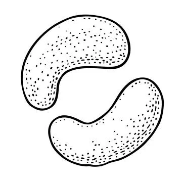 Two whole cashew nuts. Vector engraving black vintage illustration. Isolated  Illustrazione stock