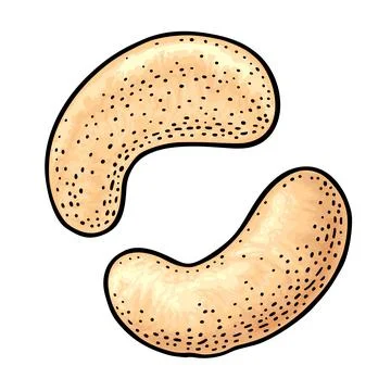 Two whole cashew nuts. Vector engraving black vintage illustration. Isolated  Stockillustratie