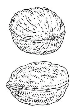Two whole closeup walnuts in shell. Vector engraving black vintage illustrati Illustrazione stock
