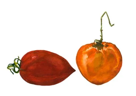 Two whole tomatoes of different varieties. Watercolor illustration on a white Stock Illustration