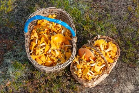 Two wicker baskets with chanterelles at the forest edge, top view Stock Photos