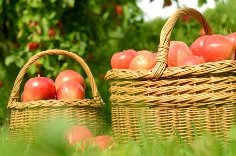 Two wicker baskets full of red apples Stock Photos