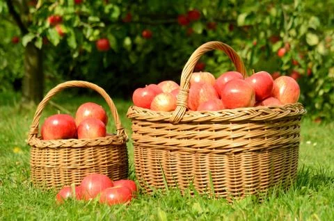 Two wicker baskets full of red apples Stock Photos