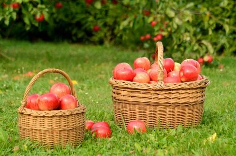 Two wicker baskets full of red apples Stock Photos