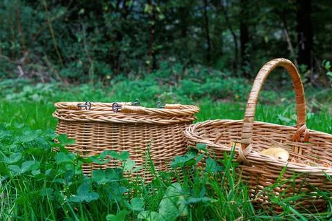Two wicker foraging baskets stand in green forest grass, with edible wild m.. Stock Photos
