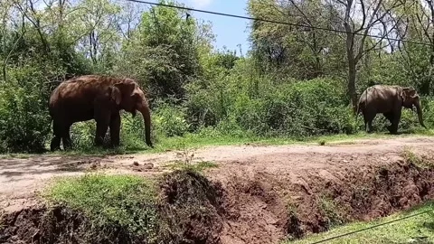Two Wild Asian Elephants Standing Together Near Dirt Road Video stock 333961439