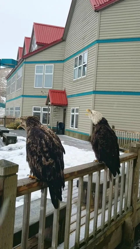 Two wild bald eagles sitting near window of hotel Unalaska Alaska Stock Footage 338281635
