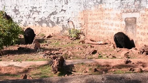 Two wild bears roaming inside a open area in Indian zoo Stock Footage 133298726