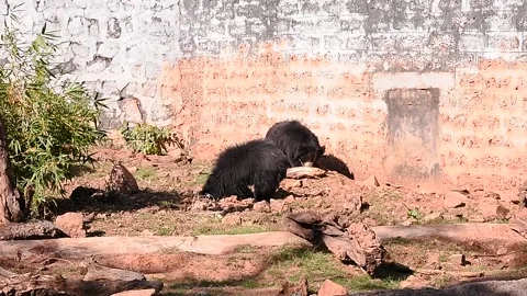 Two wild bears roaming inside a open area in Indian zoo Stock Footage 133298749