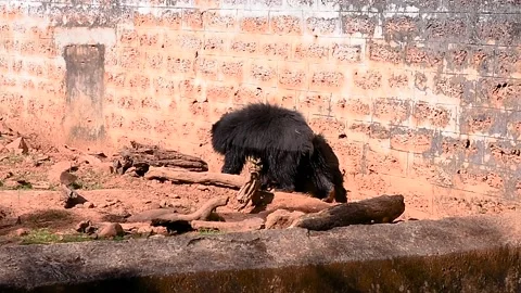 Two wild bears roaming inside a open area in Indian zoo Stock Footage 133298772