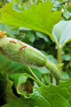 Two wild bees on the small melon Stock Photos