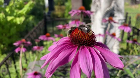 Two wild bees on a violet flower in UHD Stock Footage 204066525