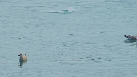 Two wild birds, possibly ducks or geese, swim peacefully on a cold, calm body of Stock Footage 320509791
