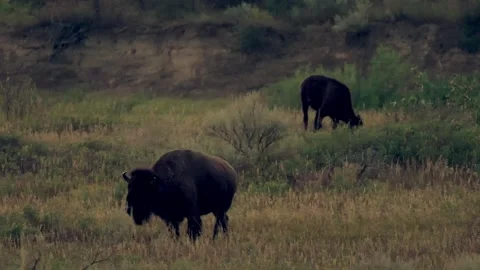 Two Wild Bison Grazing at Evening Theodore Roosevelt NP Stock Footage 347545830