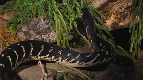 Two wild boa constrictor snakes intertwine Stock Footage 120155851