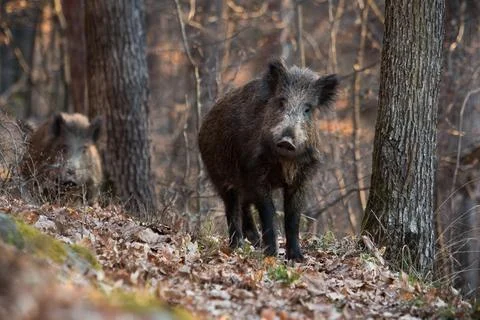 Two wild boar looking to the camera in forest in autumn Stock Photos