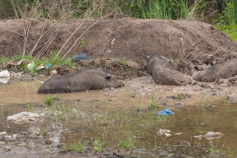 Two Wild Boar Lying In The Mud Foto stock