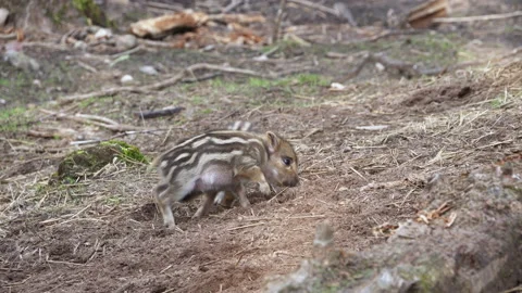 Two wild boar piglets are fighting and playing. Stock Footage 178027025