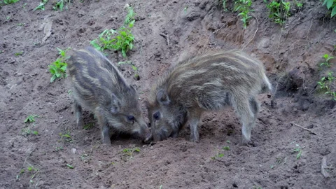Two wild boar piglets play and fight to determine the hierarchy. Stock Footage 230072172