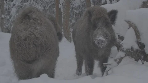 Two Wild boar (sus scrofa) in winter forest. Stock Footage 104780397