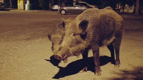 Two wild boars Stock Footage 143464033