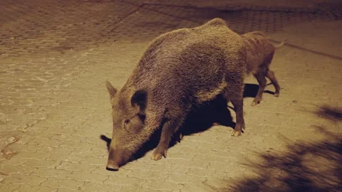 Two wild boars Stock Footage 145645538