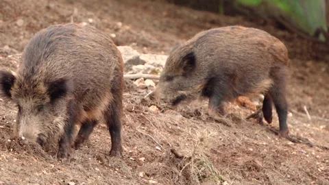 Two Wild Boars Foraging and Digging for Food in Natural Forest Habitat Stock-Footage 325741723
