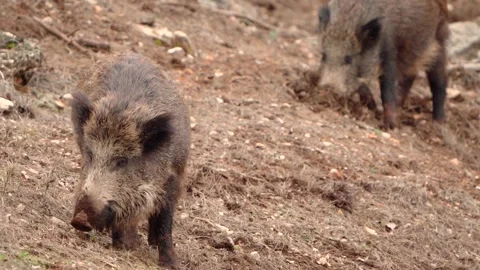 Two Wild Boars Foraging and Digging for Food in Natural Forest Habitat Vídeos de archivo 325741726