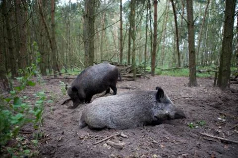 Two wild boars in the forest Stock Photos