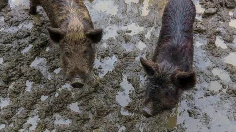 Two wild boars looking for something in the mud. Animal and wildlife concept. Stock Photos