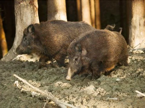Two Wild boars in mud bath - Sus scrofa - in autumn forest Foto stock