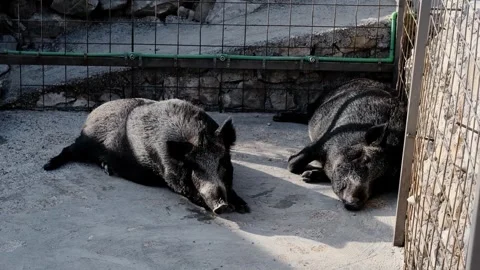 Two wild boars resting on concrete ground inside a zoo enclosure, lying in the Stock Footage 327489799