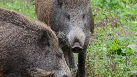 Two wild boars standing calmly in grass, medium shot Stock Footage 320465232