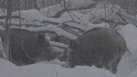 Two Wild boars (sus scrofa) fighting in winter forest. Stock Footage 104703212