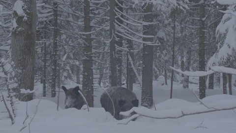 Two Wild boars (sus scrofa) in winter forest. Stock Footage 104707785