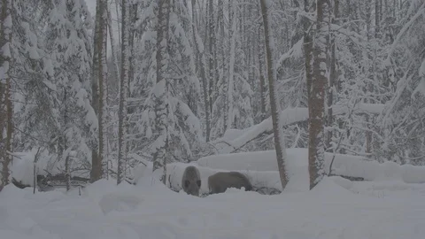 Two Wild boars (sus scrofa) in winter forest. Stock Footage 104777648