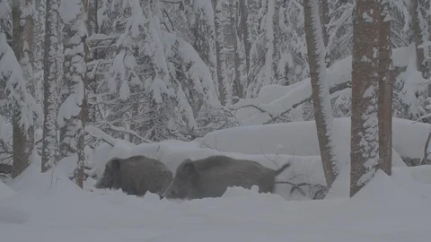 Two Wild boars (sus scrofa) in winter forest. Runs away. Stock Footage 104778017