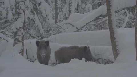 Two Wild boars (sus scrofa) in winter forest. Video stock 104778366