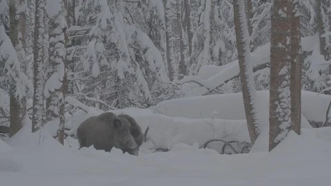 Two Wild boars (sus scrofa) in snowy forest. Stock Footage 104778954
