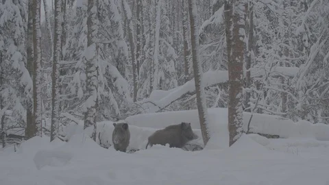 Two Wild boars (sus scrofa) in winter forest. Video stock 104778957