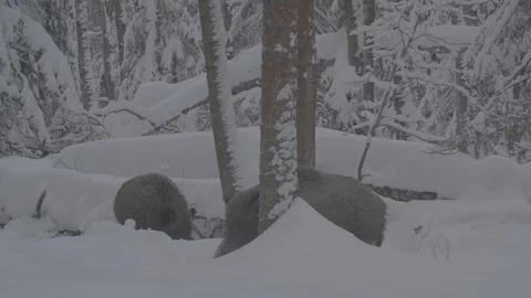 Two Wild boars (sus scrofa) in winter forest. Stock Footage 104779918