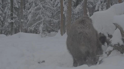 Two Wild boars (sus scrofa) fighting. Stock Footage 104780531