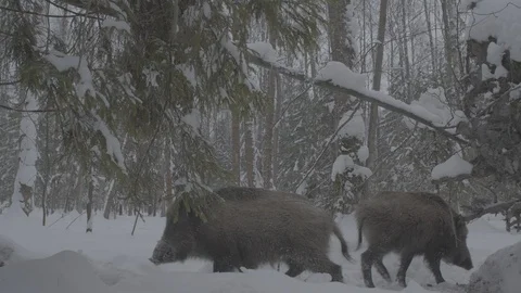 Two Wild boars (sus scrofa) in winter forest. Stock Footage 104782848