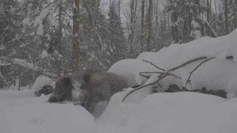 Two Wild boars (sus scrofa) digs snow in the snowdrift. Stock Footage 104783773