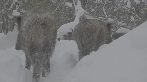 Two Wild boars (sus scrofa) goes throughthe winter forest. Stock Footage 104784008