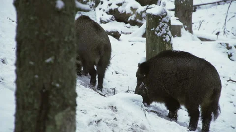 Two wild boars, Sus scrofa, in winter, looking for food in the snow. Close-up. Stock Footage 258042894