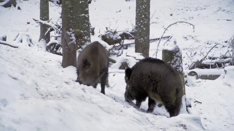 Two wild boars, Sus scrofa, in winter, looking for food in the snow. Stock Footage 262352569