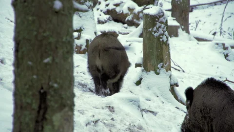 Two wild boars, Sus scrofa, in winter, looking for food in the snow. Stock Footage 262353021