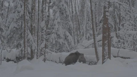 Two Wild boars(sus scrofa) fighting. Stock Footage 104780226